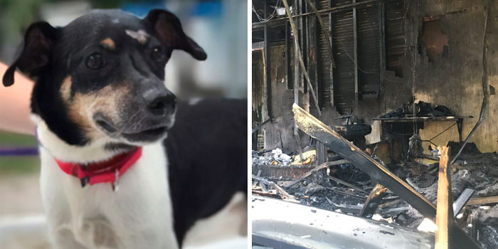 Hero Dog Sacrifices Himself To Save His Entire Family From Fire