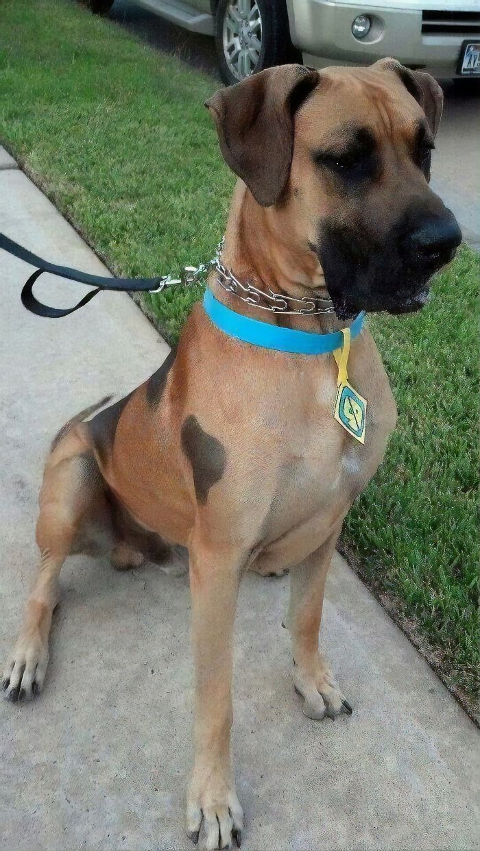 Scooby-Doo-Look-A-Likes