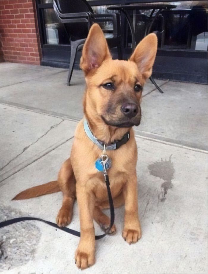 Scooby-Doo-Look-A-Likes