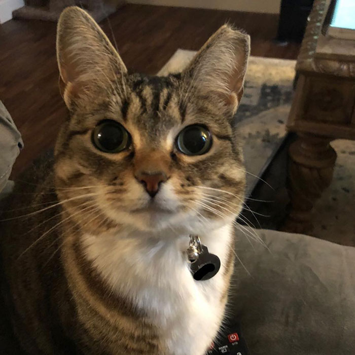 10-Step Guide Goes To Absurd Lengths Explaining How To Make A Cat Take A Pill, And It's Hilarious 10-Step Guide Goes To Absurd Lengths Explaining How To Make A Cat Take A Pill, And It's Hilarious