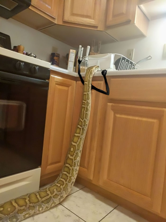 Oh Snoot, She’s Got A Knife! Run!