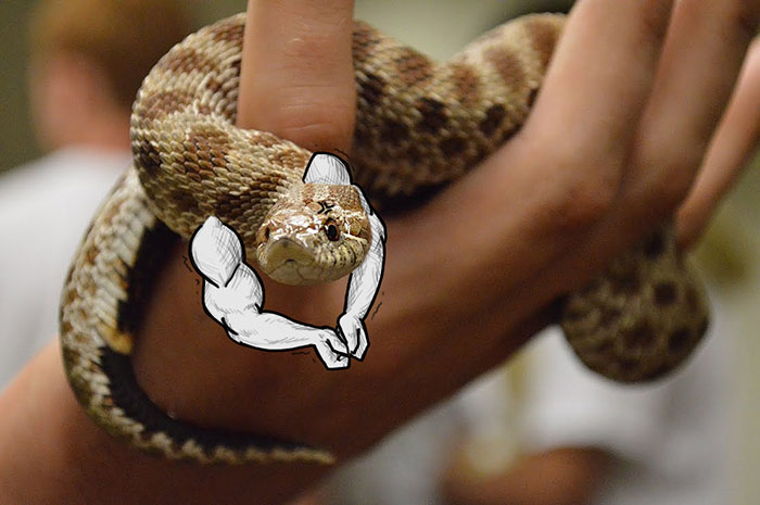 Body Builder Snake