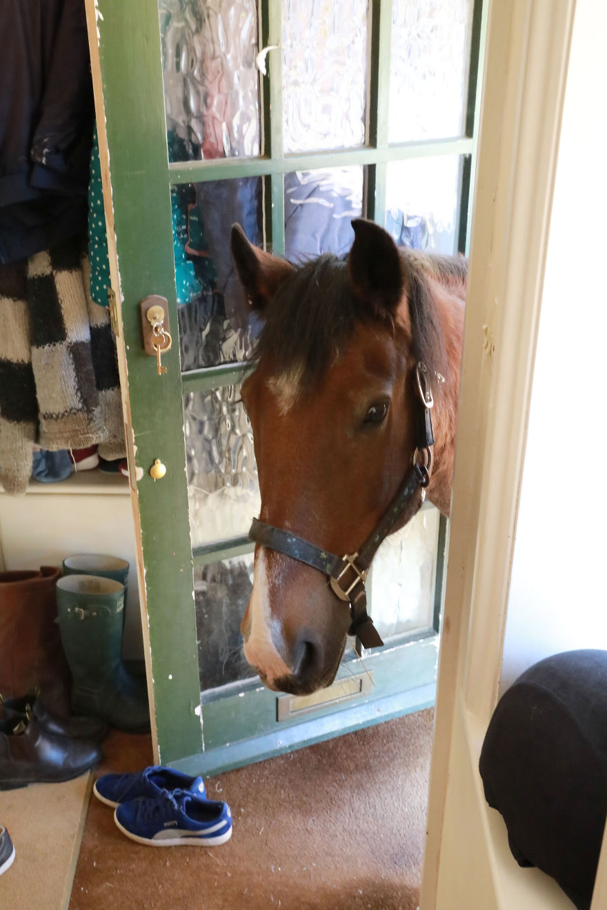 Meet Our Animals Who Help Special Needs Children In Ways That We, Humans, Struggle To Meet Our Animals Who Help Special Needs Children In Ways That We, Humans, Struggle To