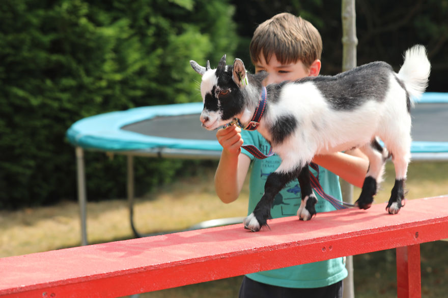 Meet Our Animals Who Help Special Needs Children In Ways That We, Humans, Struggle To