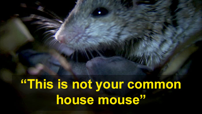 Meet The Most Hardcore Mice You’ve Ever Seen That Hunt Scorpions And Howl At The Moon Meet The Most Hardcore Mice You’ve Ever Seen That Hunt Scorpions And Howl At The Moon