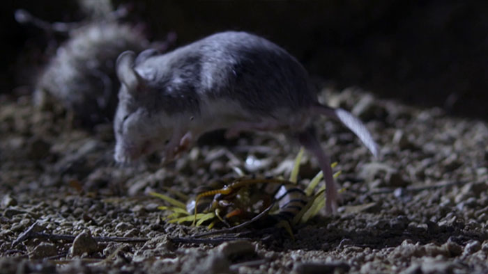 Meet The Most Hardcore Mice You’ve Ever Seen That Hunt Scorpions And Howl At The Moon Meet The Most Hardcore Mice You’ve Ever Seen That Hunt Scorpions And Howl At The Moon