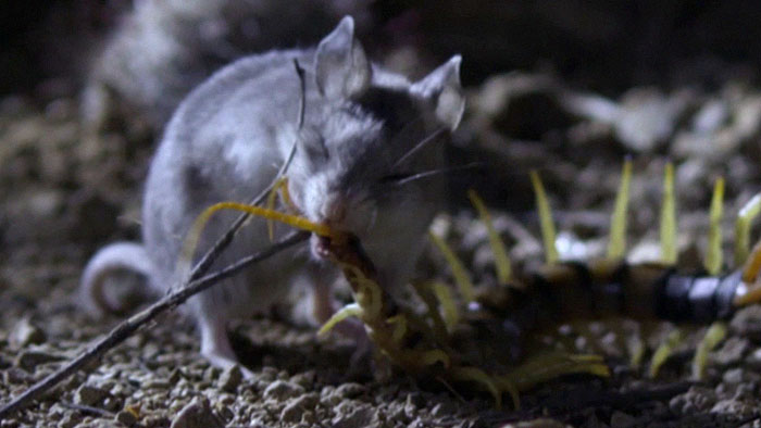 Meet The Most Hardcore Mice You’ve Ever Seen That Hunt Scorpions And Howl At The Moon Meet The Most Hardcore Mice You’ve Ever Seen That Hunt Scorpions And Howl At The Moon