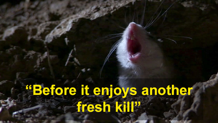 Meet The Most Hardcore Mice You&rsquo;ve Ever Seen That Hunt Scorpions And Howl At The Moon