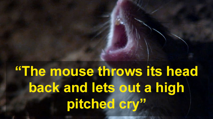 Meet The Most Hardcore Mice You&rsquo;ve Ever Seen That Hunt Scorpions And Howl At The Moon