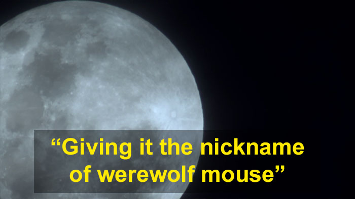 Meet The Most Hardcore Mice You’ve Ever Seen That Hunt Scorpions And Howl At The Moon Meet The Most Hardcore Mice You’ve Ever Seen That Hunt Scorpions And Howl At The Moon