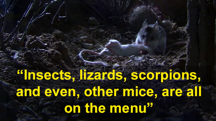 Meet The Most Hardcore Mice You&rsquo;ve Ever Seen That Hunt Scorpions And Howl At The Moon