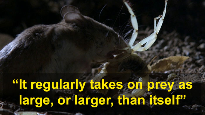 Meet The Most Hardcore Mice You&rsquo;ve Ever Seen That Hunt Scorpions And Howl At The Moon