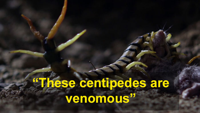 Meet The Most Hardcore Mice You&rsquo;ve Ever Seen That Hunt Scorpions And Howl At The Moon