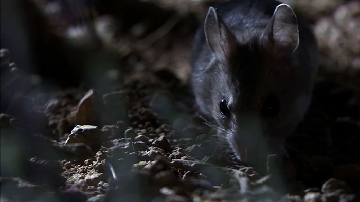 Meet The Most Hardcore Mice You’ve Ever Seen That Hunt Scorpions And Howl At The Moon Meet The Most Hardcore Mice You’ve Ever Seen That Hunt Scorpions And Howl At The Moon