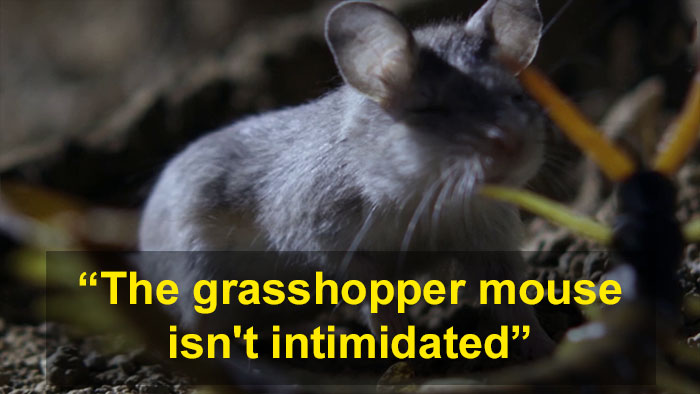 Meet The Most Hardcore Mice You&rsquo;ve Ever Seen That Hunt Scorpions And Howl At The Moon