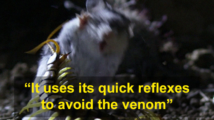 Meet The Most Hardcore Mice You&rsquo;ve Ever Seen That Hunt Scorpions And Howl At The Moon