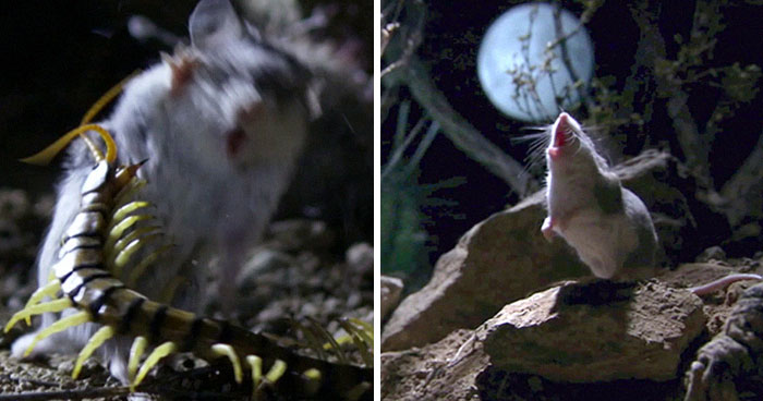Este es el ratón más hardcore que hayas visto: caza escorpiones y aúlla a la luna