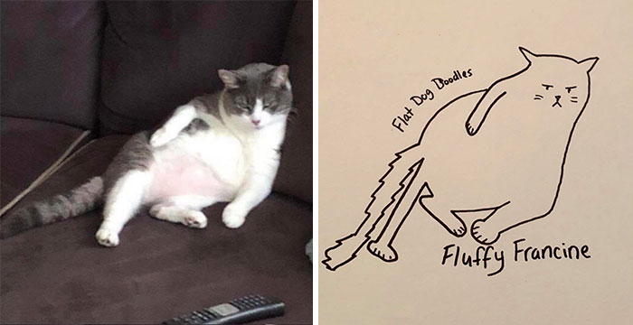 A cat lounging on a couch beside a humorous sketch labeled "Fluffy Francine" in a drawing style. A cat lounging on a couch beside a humorous sketch labeled "Fluffy Francine" in a drawing style.