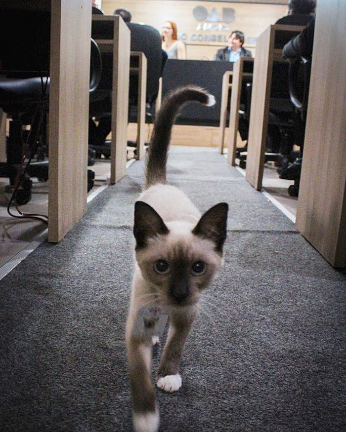 Some People Started Filing Complaints About A Stray Kitty Roaming This Law Firm So They Hired Him Some People Started Filing Complaints About A Stray Kitty Roaming This Law Firm So They Hired Him