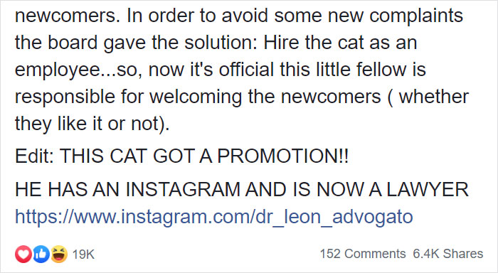 Some People Started Filing Complaints About A Stray Kitty Roaming This Law Firm So They Hired Him Some People Started Filing Complaints About A Stray Kitty Roaming This Law Firm So They Hired Him