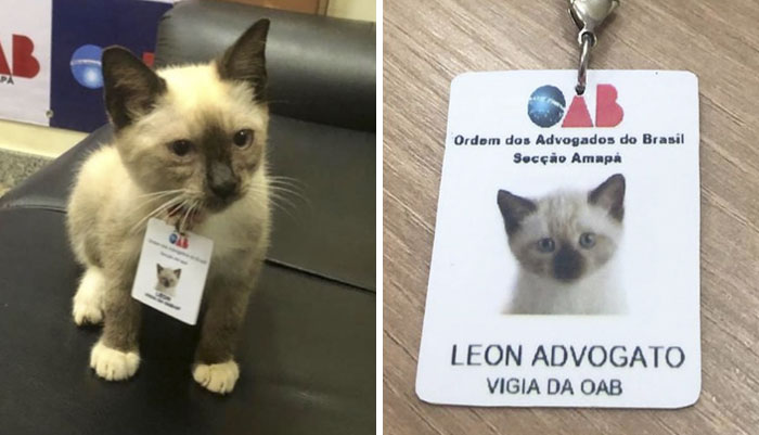 Some People Started Filing Complaints About A Stray Kitty Roaming This Law Firm So They Hired Him
