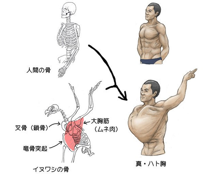 Humans-Animals-Anatomy-Satoshi-Kawasaki