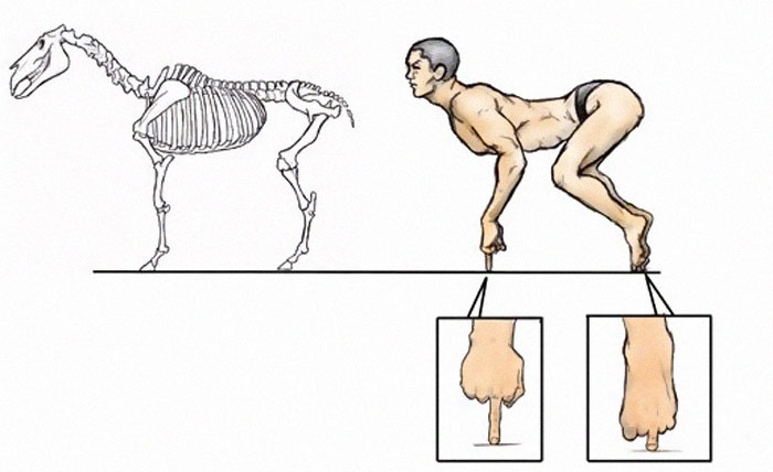 Humans-Animals-Anatomy-Satoshi-Kawasaki