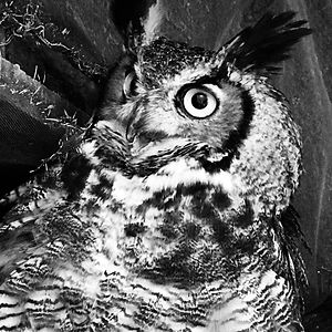 boobookitty6979 avatar