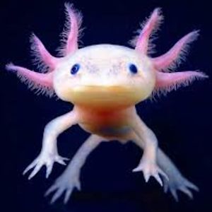 katelynhoughton avatar