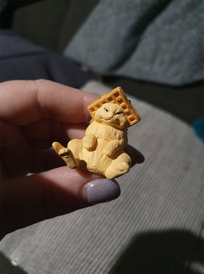 Found A Little Waffle Head Cat. 50c He Came Home With Me. I Love Him