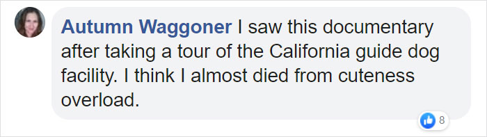 This Adorable Netflix Dogumentary Follows 5 Labrador Puppies' Training To Become Pawsome Guide Dogs This Adorable Netflix Dogumentary Follows 5 Labrador Puppies' Training To Become Pawsome Guide Dogs