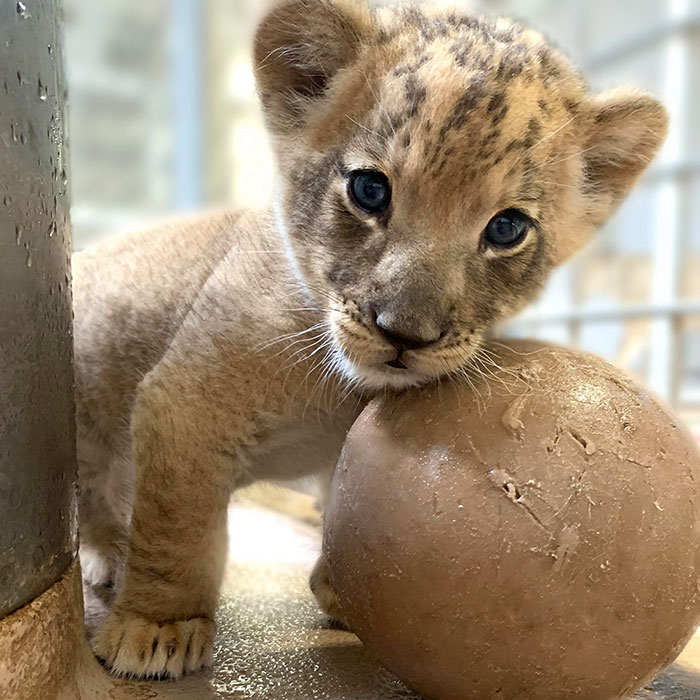 Dad Lion Crouches Down To Meet His Baby Cub For The First Time In This Adorable Video Dad Lion Crouches Down To Meet His Baby Cub For The First Time In This Adorable Video