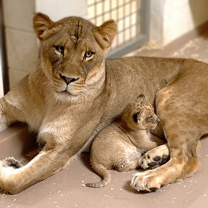 Dad Lion Crouches Down To Meet His Baby Cub For The First Time In This Adorable Video Dad Lion Crouches Down To Meet His Baby Cub For The First Time In This Adorable Video