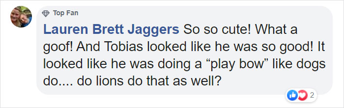 Dad Lion Crouches Down To Meet His Baby Cub For The First Time In This Adorable Video Dad Lion Crouches Down To Meet His Baby Cub For The First Time In This Adorable Video