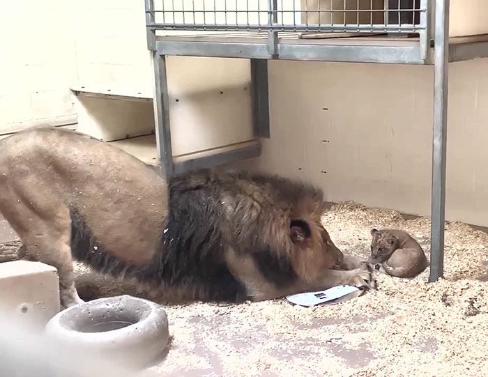 Dad Lion Crouches Down To Meet His Baby Cub For The First Time In This Adorable Video Dad Lion Crouches Down To Meet His Baby Cub For The First Time In This Adorable Video