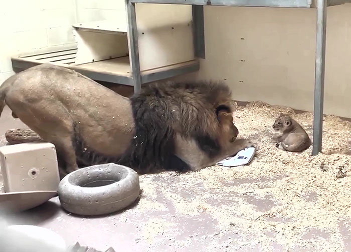 Dad Lion Crouches Down To Meet His Baby Cub For The First Time In This Adorable Video Dad Lion Crouches Down To Meet His Baby Cub For The First Time In This Adorable Video