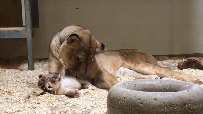 Dad Lion Crouches Down To Meet His Baby Cub For The First Time In This Adorable Video Dad Lion Crouches Down To Meet His Baby Cub For The First Time In This Adorable Video