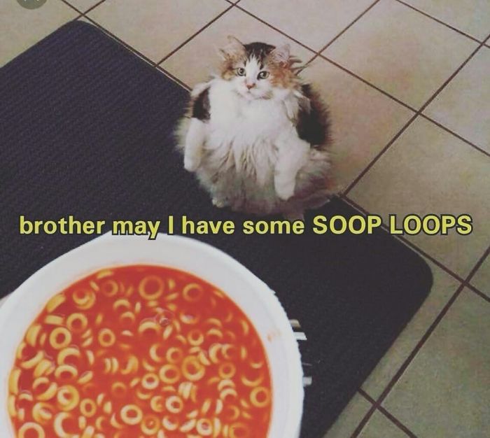 Good News, Everyone - Loops The Cat Is Alive And Well Good News, Everyone - Loops The Cat Is Alive And Well