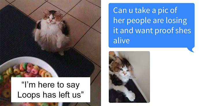 Good News, Everyone – Loops The Cat Is Alive And Well