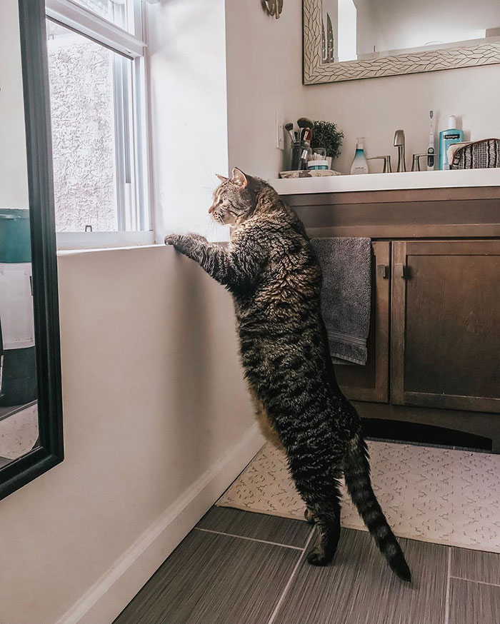 After People Went Crazy Over This 26lb Chonky Cat, He Finally Gets Adopted After People Went Crazy Over This 26lb Chonky Cat, He Finally Gets Adopted