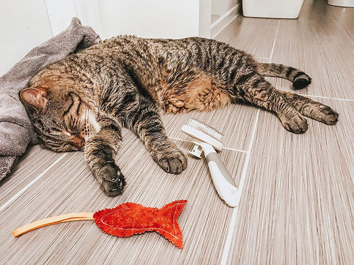 After People Went Crazy Over This 26lb Chonky Cat, He Finally Gets Adopted