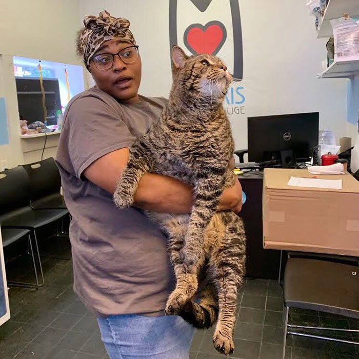 After People Went Crazy Over This 26lb Chonky Cat, He Finally Gets Adopted