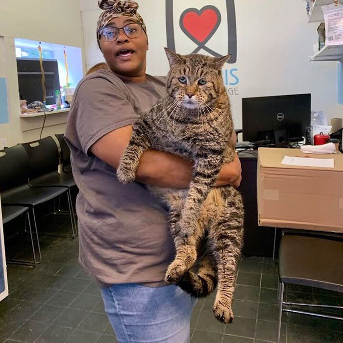 After People Went Crazy Over This 26lb Chonky Cat, He Finally Gets Adopted After People Went Crazy Over This 26lb Chonky Cat, He Finally Gets Adopted