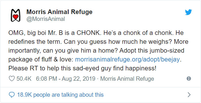 After People Went Crazy Over This 26lb Chonky Cat, He Finally Gets Adopted After People Went Crazy Over This 26lb Chonky Cat, He Finally Gets Adopted