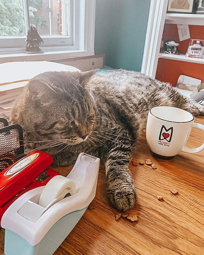 After People Went Crazy Over This 26lb Chonky Cat, He Finally Gets Adopted