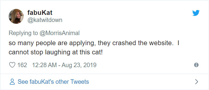 After People Went Crazy Over This 26lb Chonky Cat, He Finally Gets Adopted After People Went Crazy Over This 26lb Chonky Cat, He Finally Gets Adopted