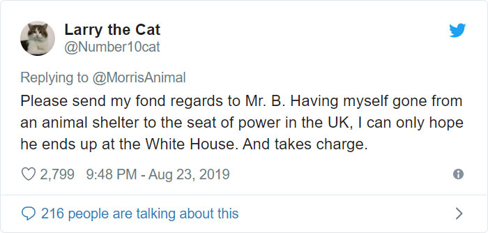 After People Went Crazy Over This 26lb Chonky Cat, He Finally Gets Adopted After People Went Crazy Over This 26lb Chonky Cat, He Finally Gets Adopted