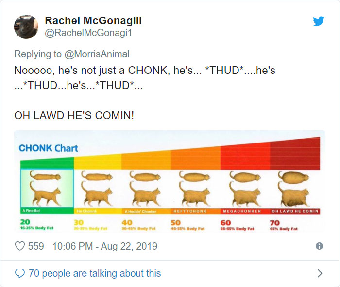 After People Went Crazy Over This 26lb Chonky Cat, He Finally Gets Adopted