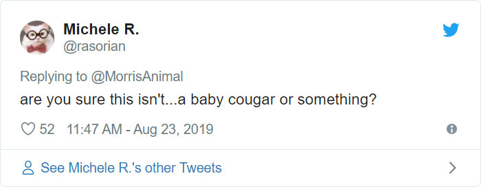 After People Went Crazy Over This 26lb Chonky Cat, He Finally Gets Adopted