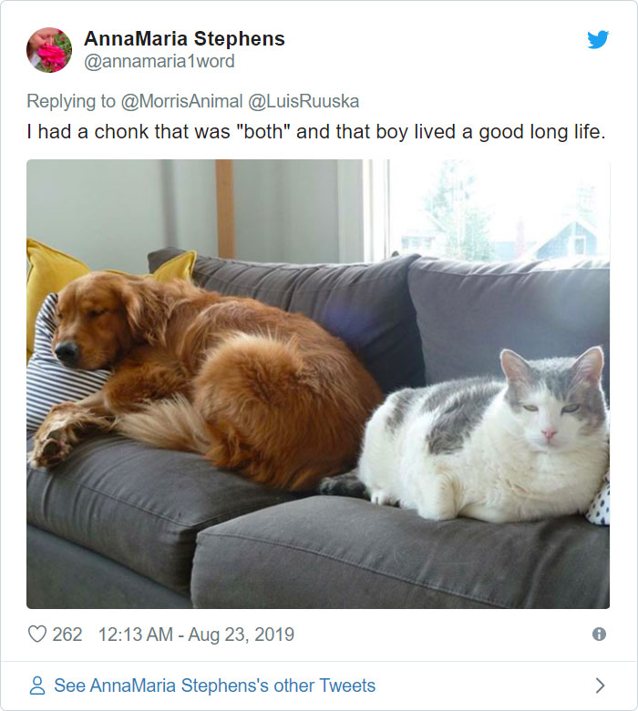 After People Went Crazy Over This 26lb Chonky Cat, He Finally Gets Adopted